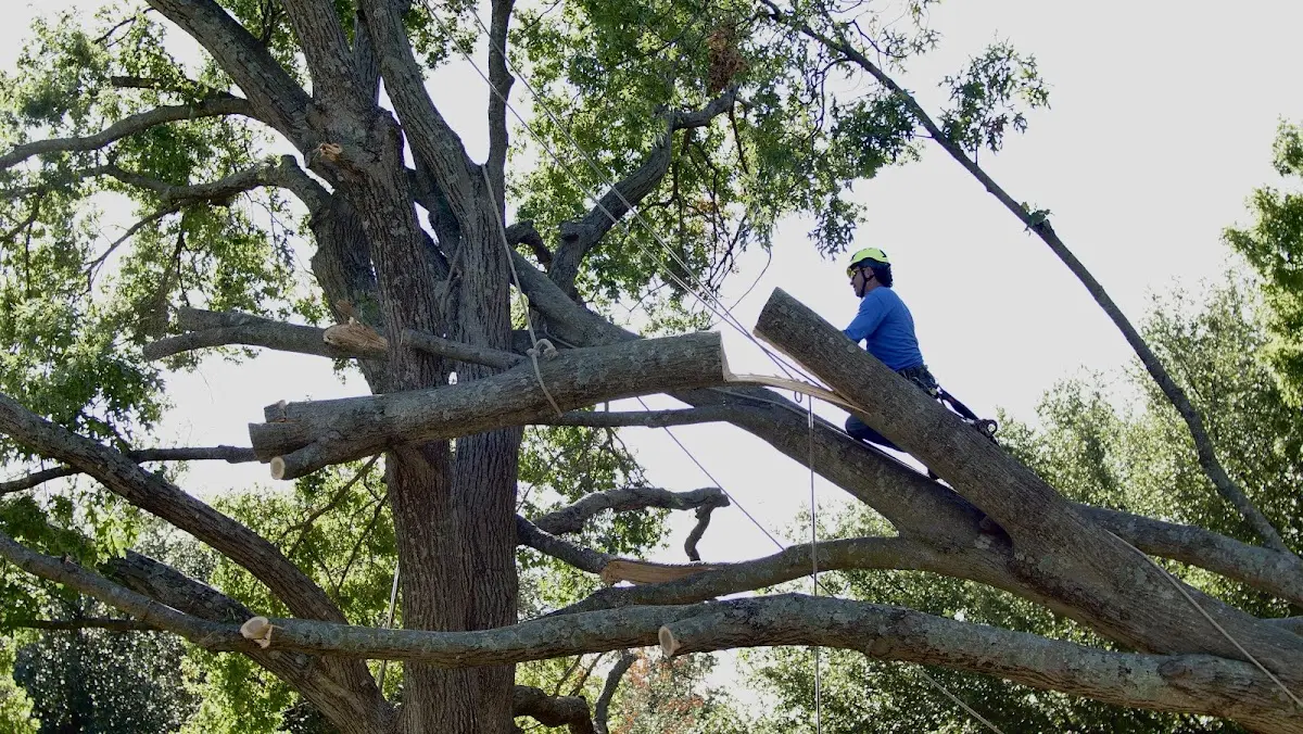 Professional Crown Thinning performed by certified arborists in Skillman