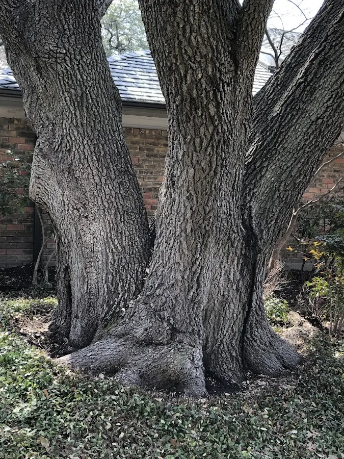 Mature heritage tree close to a Skillman property cared for by certified arborists